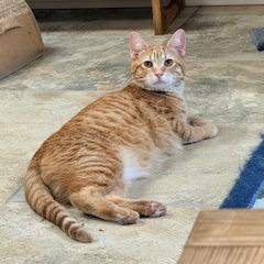 Enlarge Bashful, a Adoptable Domestic Short Hair in Charlottesville, VA image 4/4