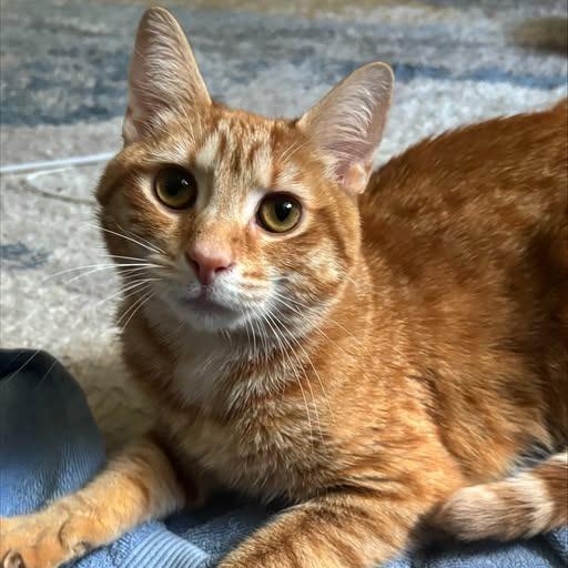 Kiwi / Bashful, a Adoptable Domestic Short Hair in Charlottesville, VA image 6/6