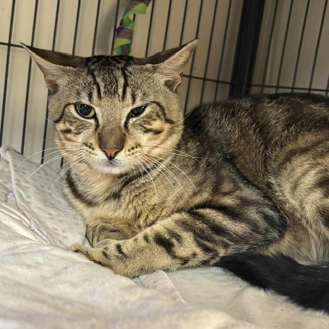 Rudy, adopted, Adult Male Tabby.
