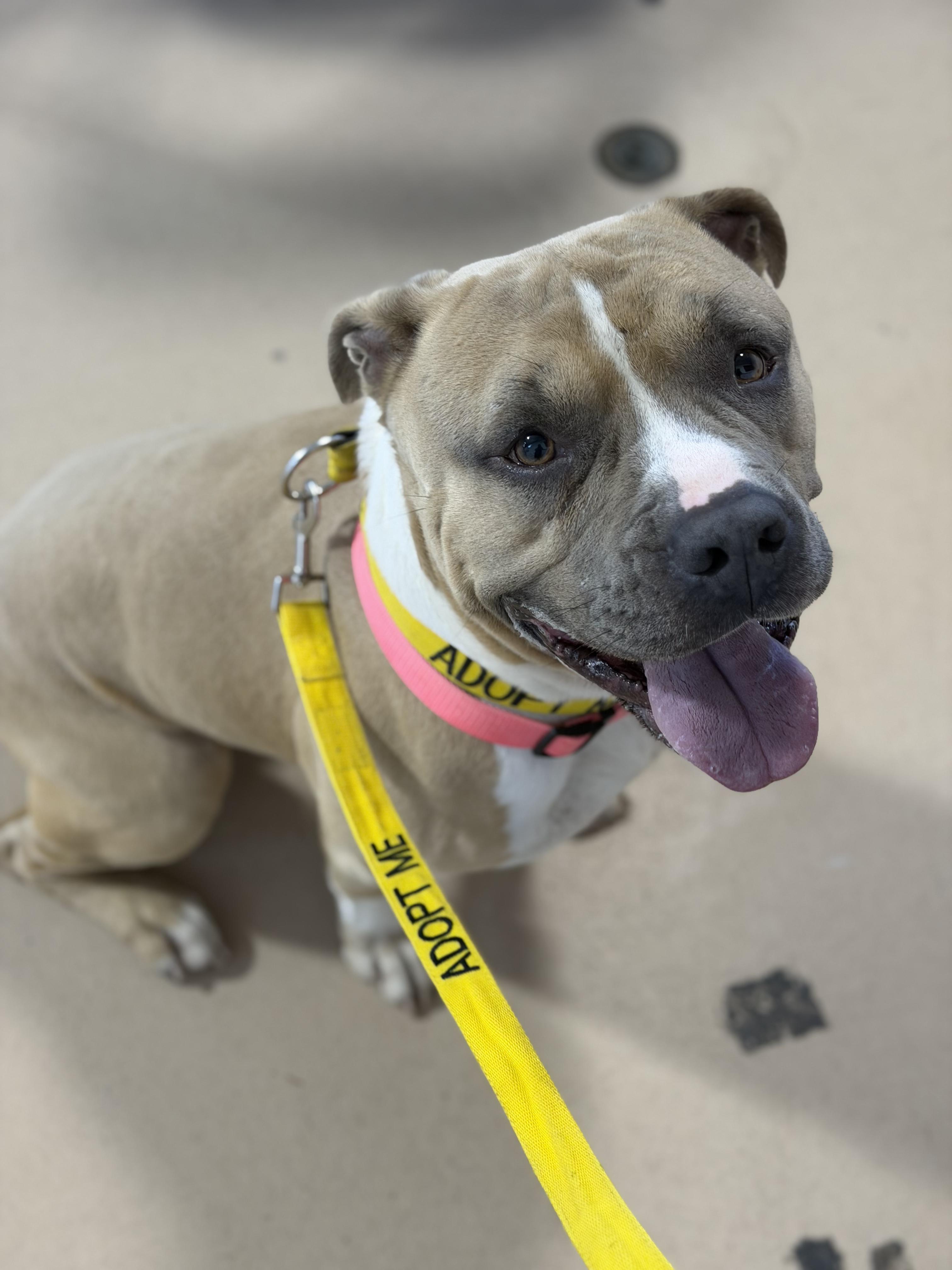Enlarge Honcho, a ADOPTABLE mixed breed in Petersburg, VA image 2/6