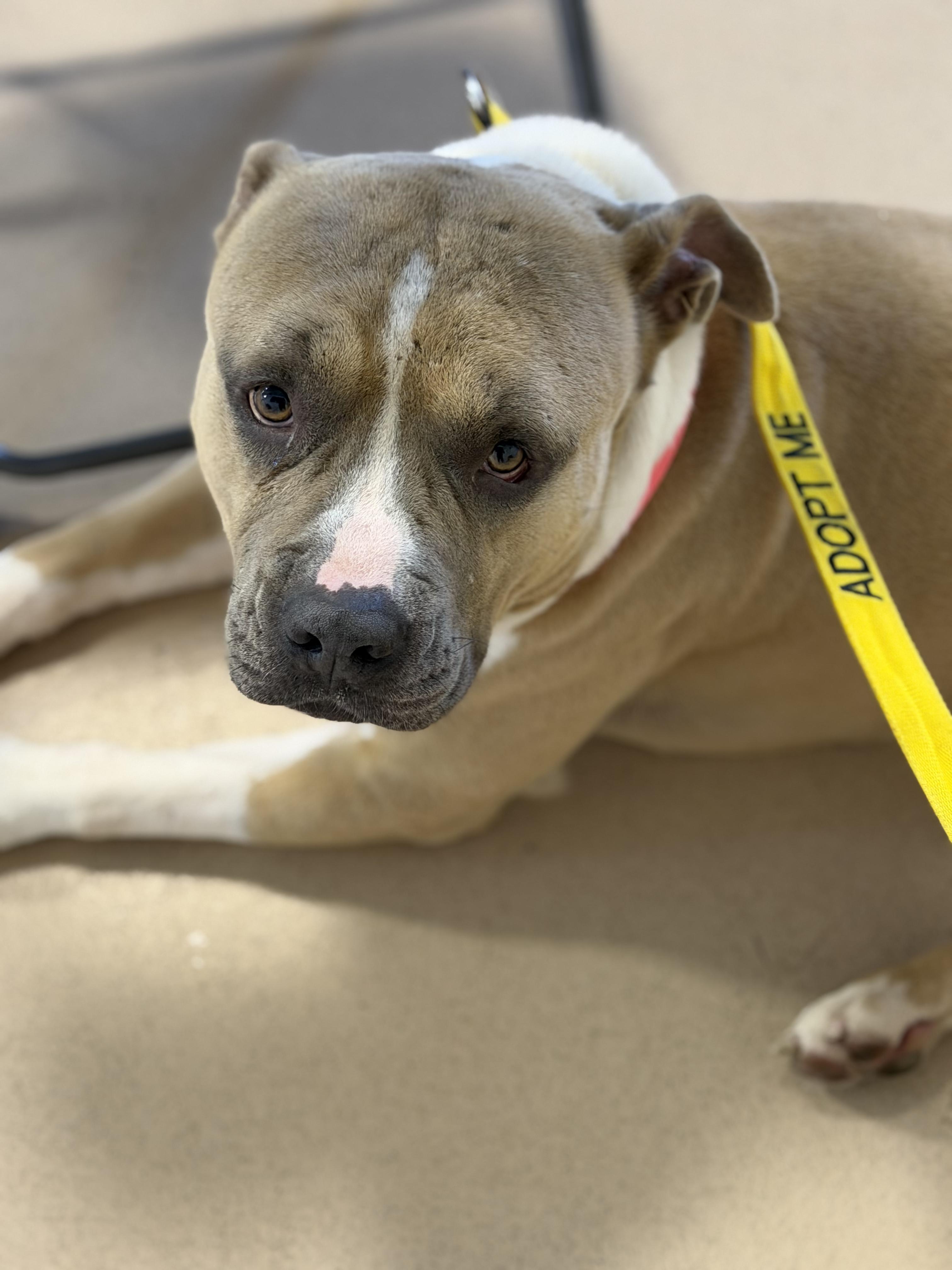 Enlarge Honcho, a ADOPTABLE mixed breed in Petersburg, VA image 3/6