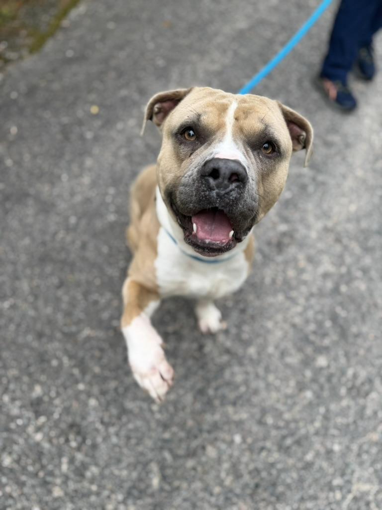 Honcho, a ADOPTABLE mixed breed in Petersburg, VA image 2/6