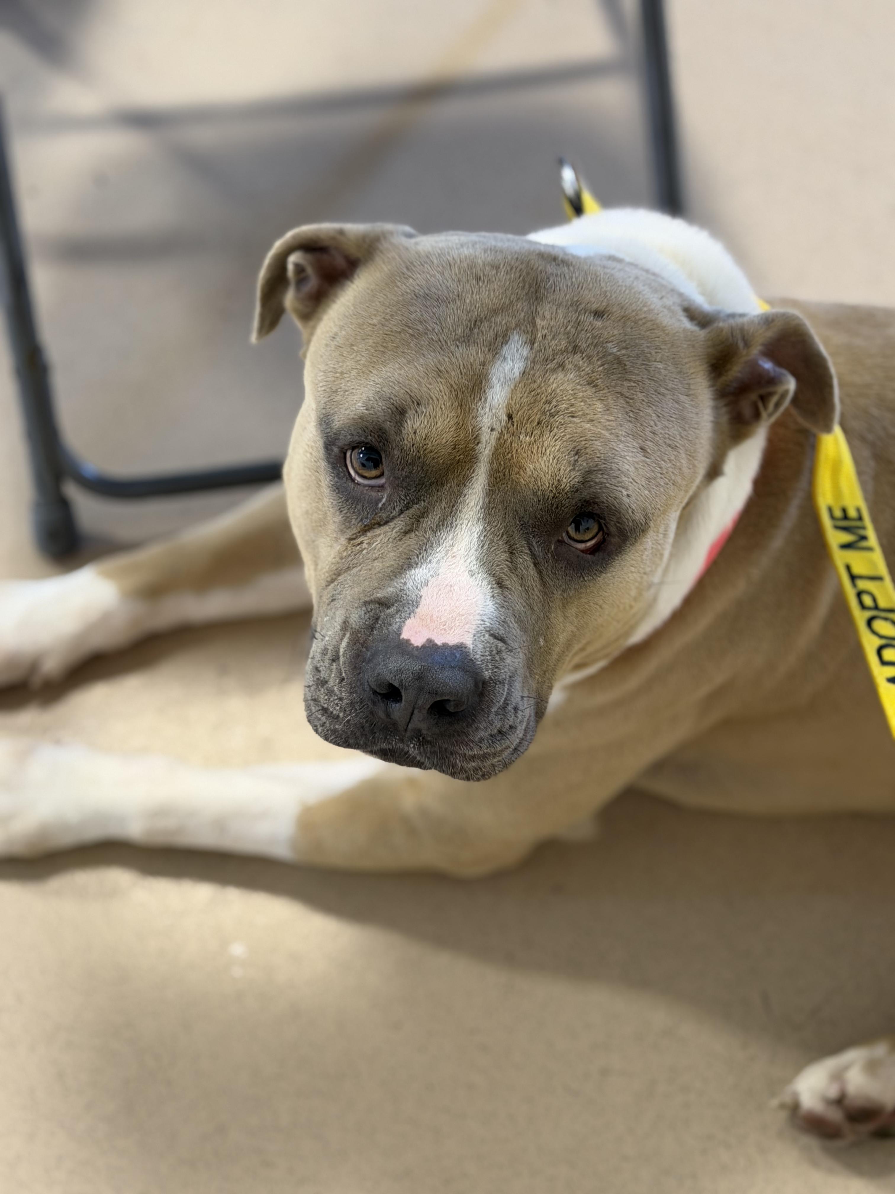 Enlarge Honcho, a ADOPTABLE mixed breed in Petersburg, VA image 6/6