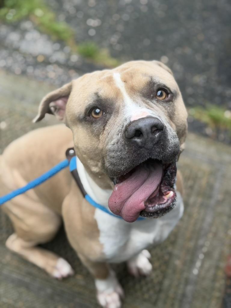 Honcho, a ADOPTABLE mixed breed in Petersburg, VA image 3/6