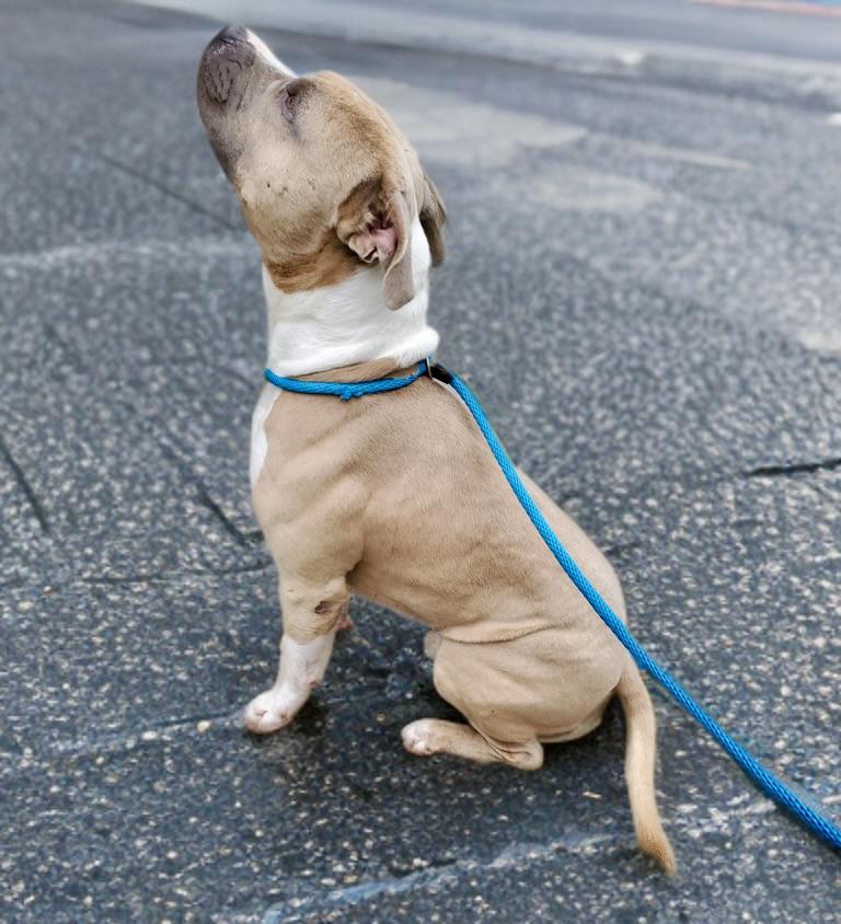 Honcho, a ADOPTABLE mixed breed in Petersburg, VA image 6/6