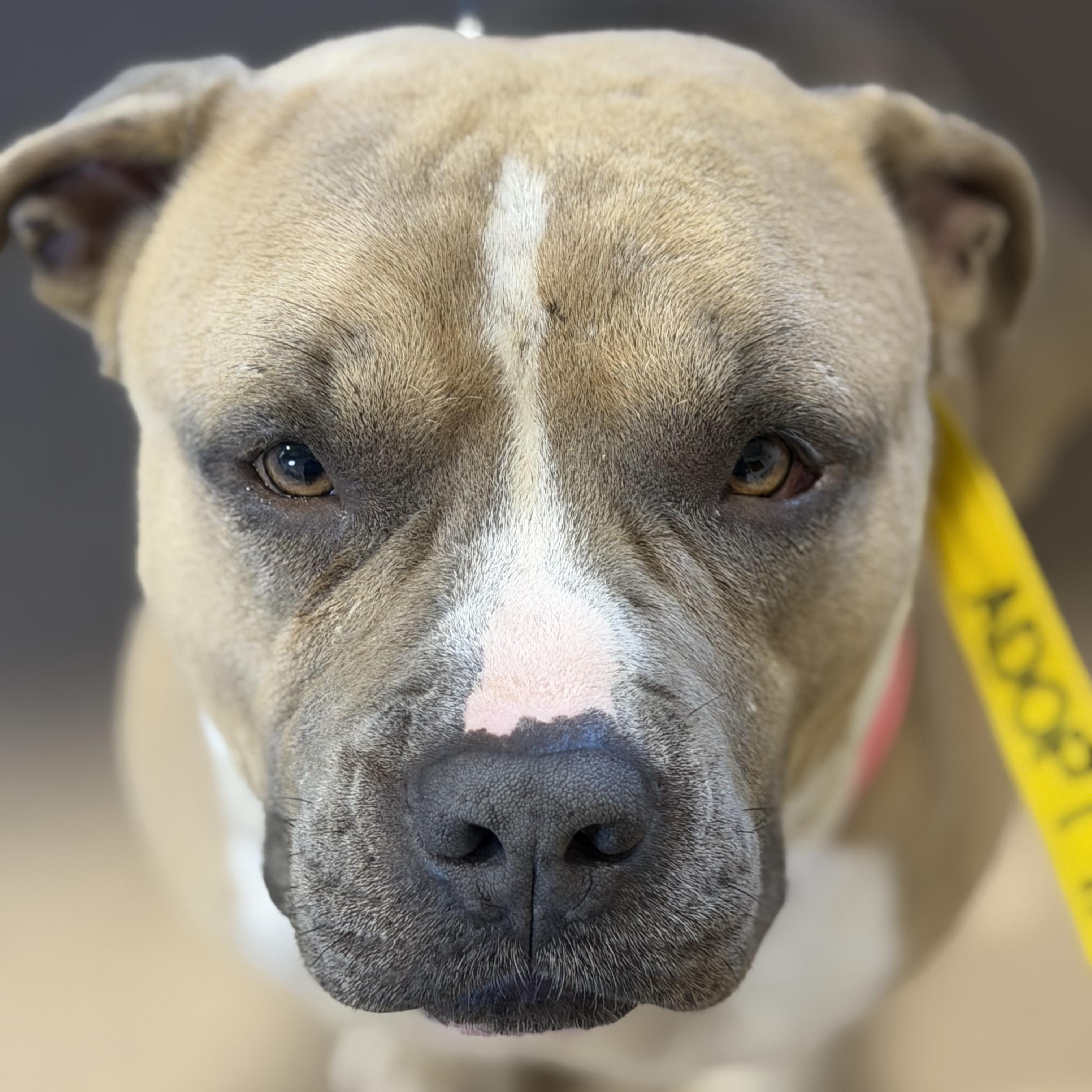 Honcho, ADOPTABLE, Adult Male American Bully & Pit Bull Terrier.