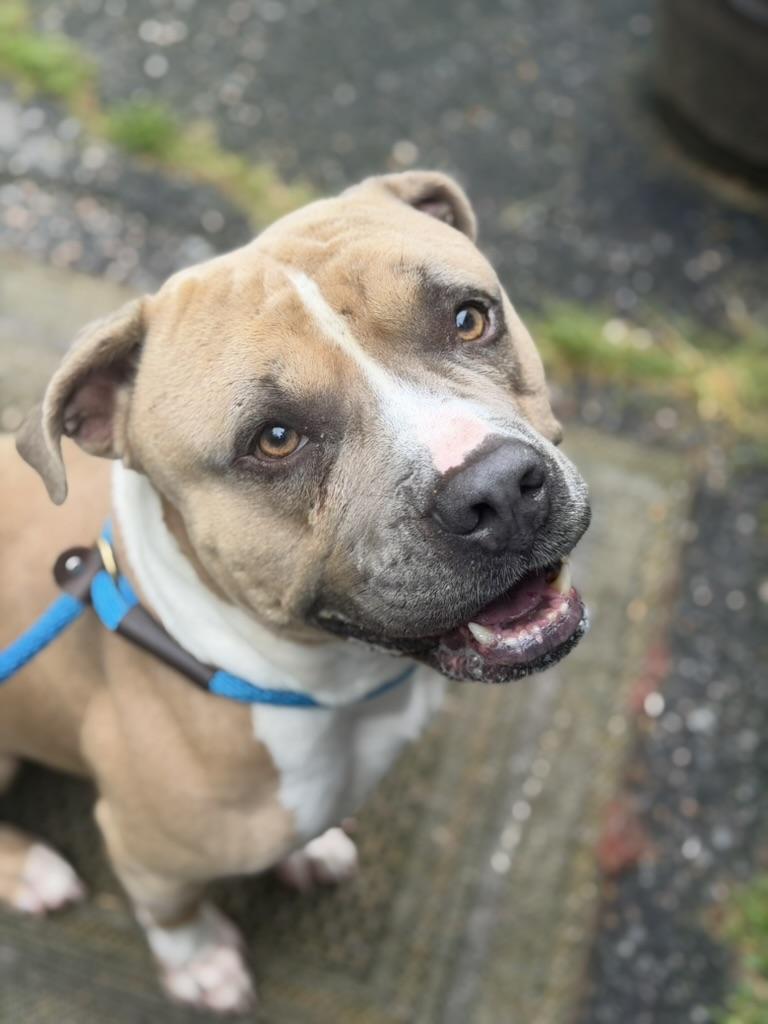 Honcho, ADOPTABLE, Adult Male American Bully & Pit Bull Terrier.