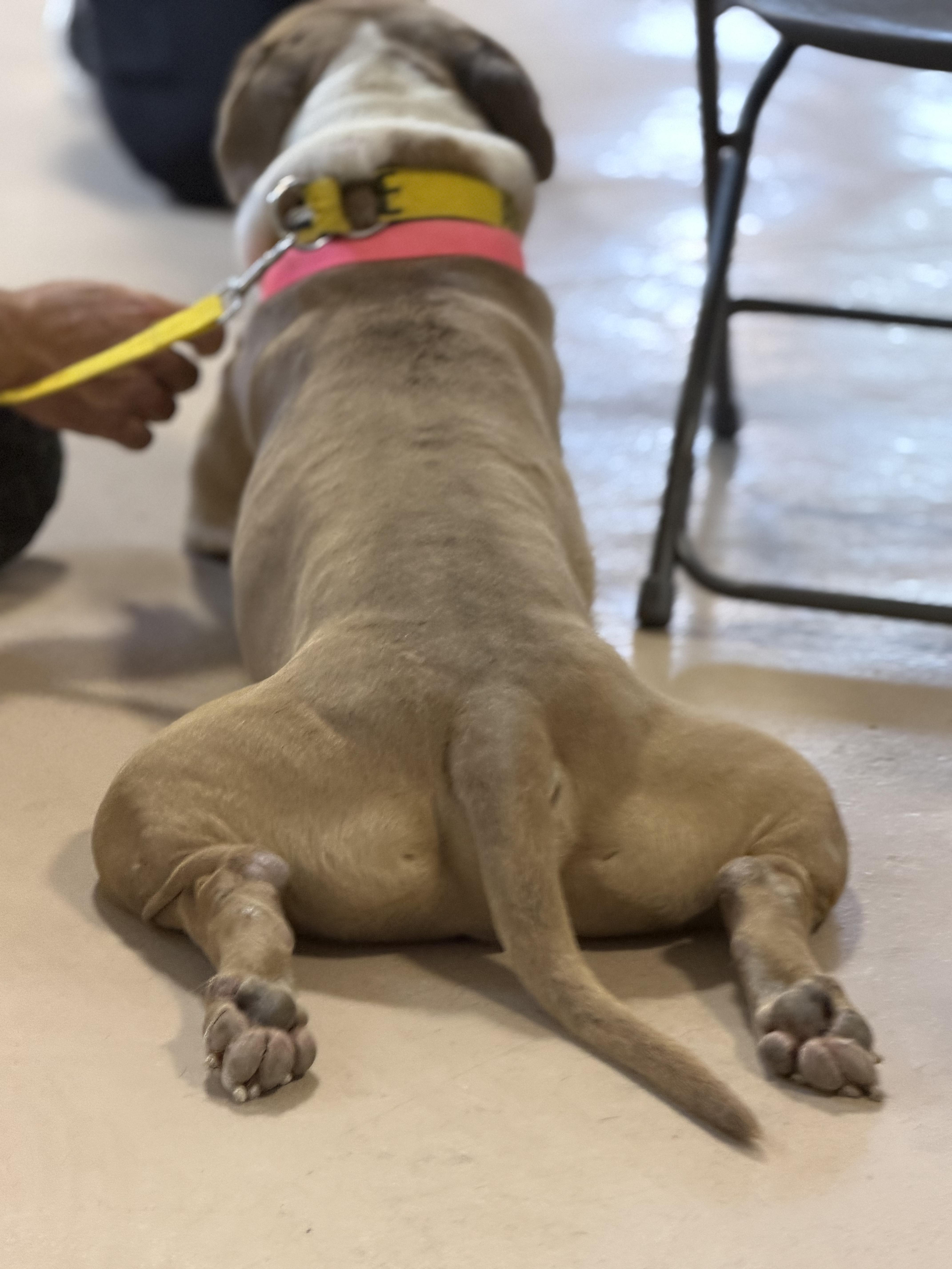 Enlarge Honcho, a ADOPTABLE mixed breed in Petersburg, VA image 5/6
