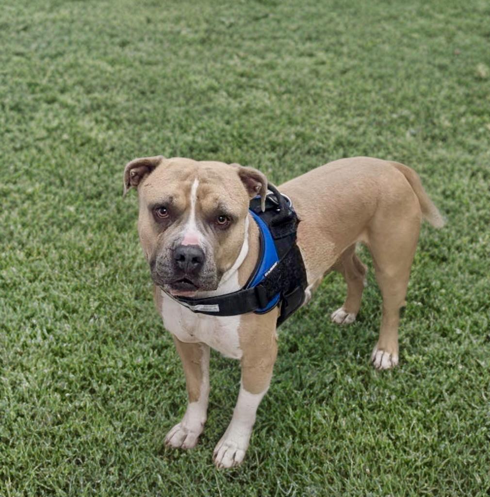 Honcho, a ADOPTABLE mixed breed in Petersburg, VA image 4/6