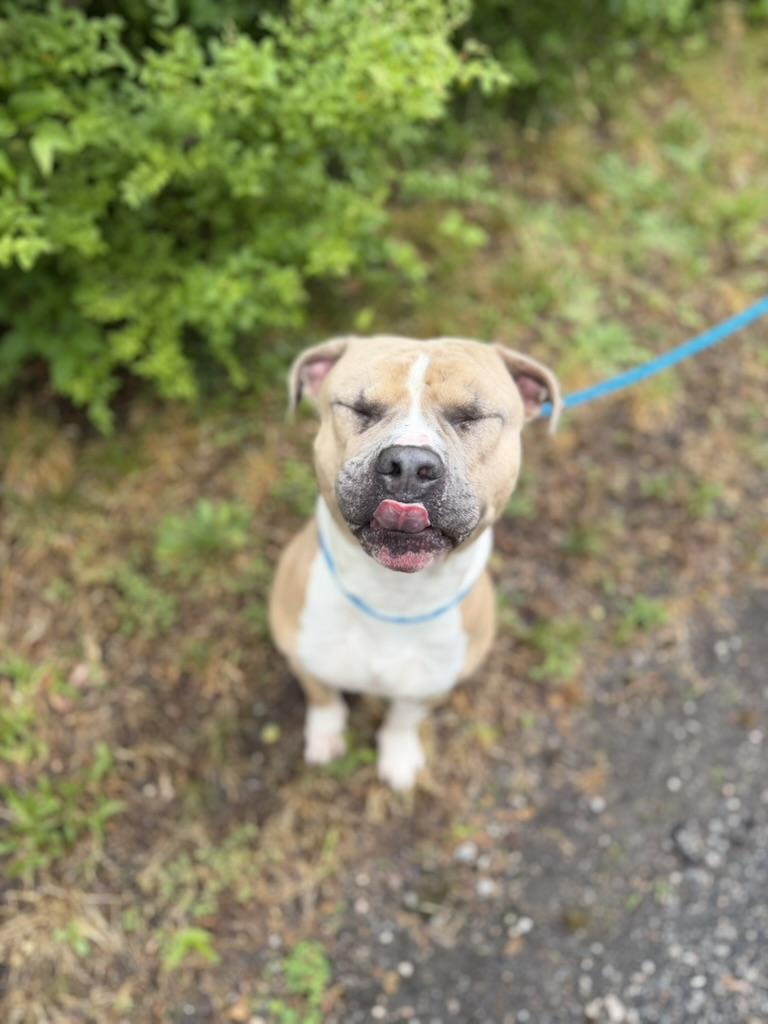 Honcho, a ADOPTABLE mixed breed in Petersburg, VA image 5/6