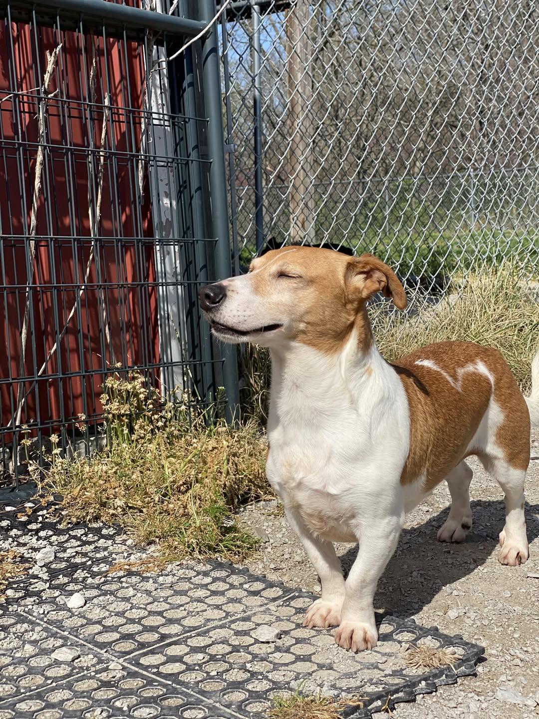 Shaddock (bonded with Cedar), a ADOPTABLE mixed breed in Indianapolis, IN image 2/6