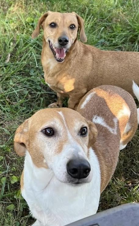 Shaddock (bonded with Cedar), a ADOPTABLE mixed breed in Indianapolis, IN image 4/6