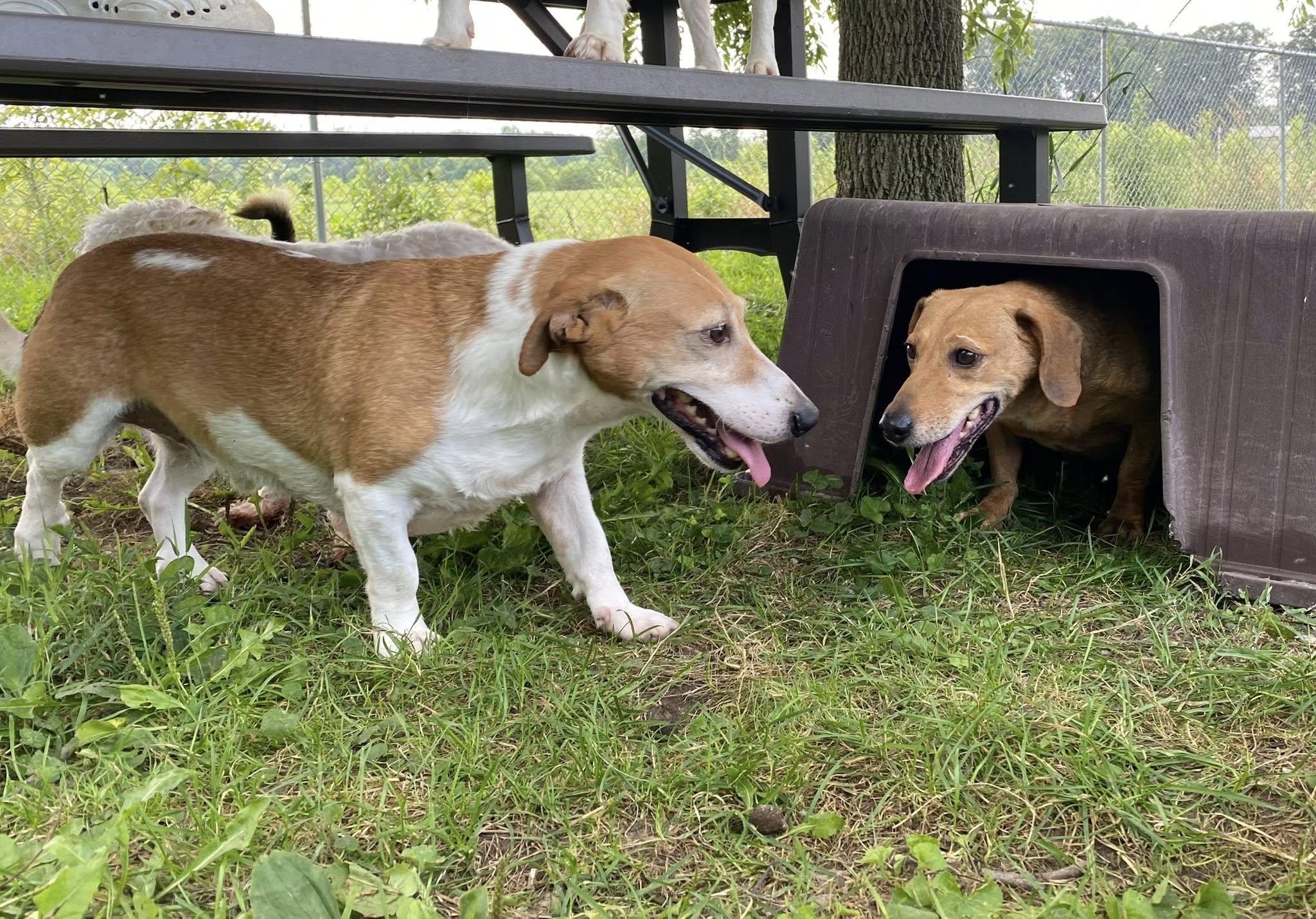 Shaddock (bonded with Cedar), a ADOPTABLE mixed breed in Indianapolis, IN image 3/6