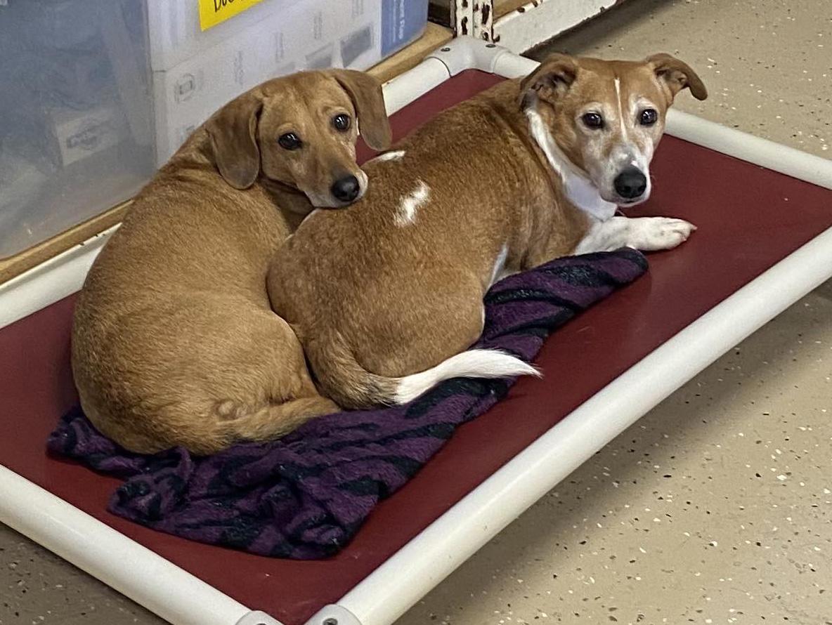 Shaddock (bonded with Cedar), ADOPTABLE, Adult Female Dachshund & Corgi.