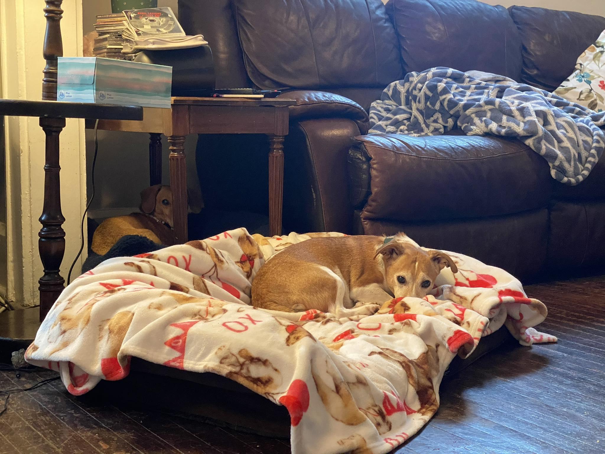 Shaddock (bonded with Cedar), a ADOPTABLE mixed breed in Indianapolis, IN image 6/6