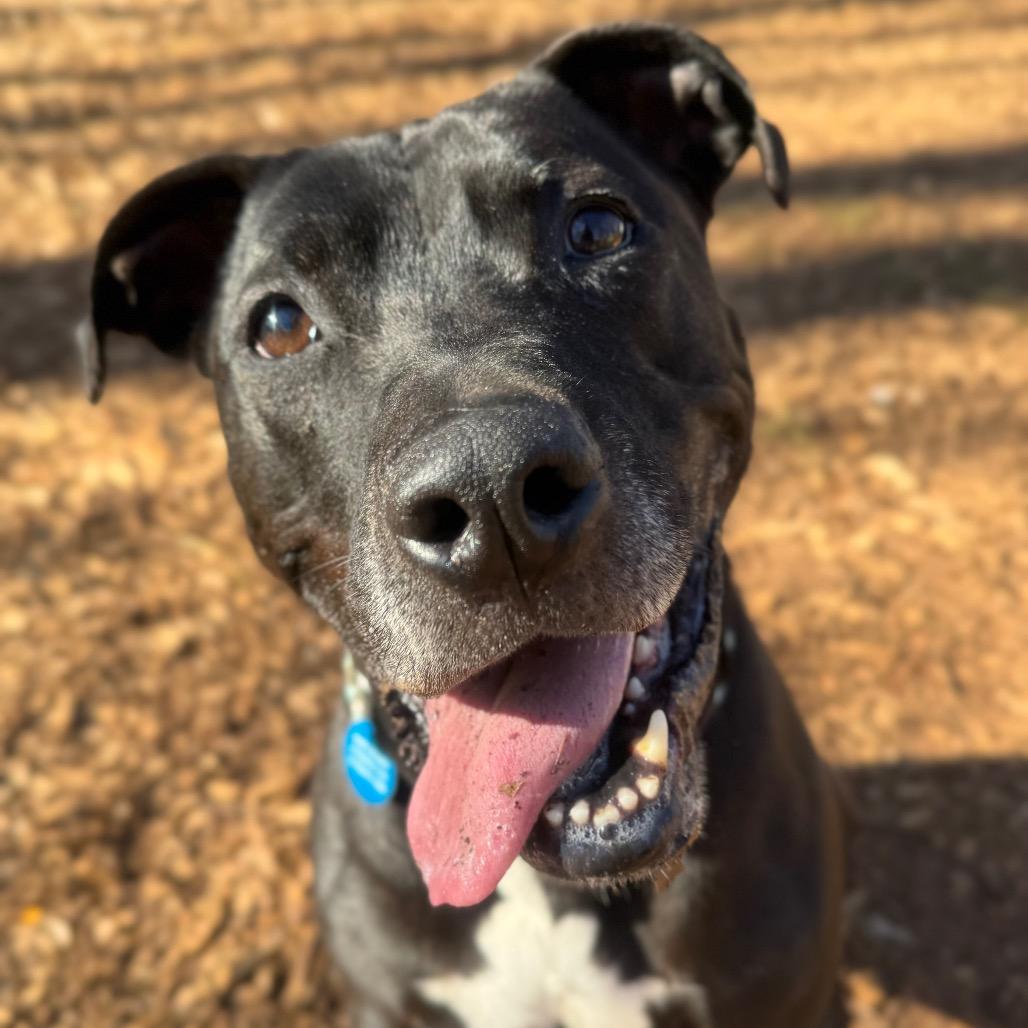 Enlarge Spirit Fingers (I have a Secret Crush!), a Adoptable mixed breed in Decatur, GA image 1/6