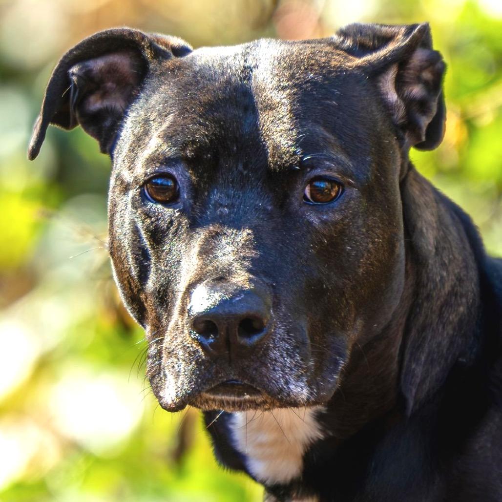 Spirit Fingers (I have a Secret Crush!), Adoptable, Adult Female Mixed Breed.