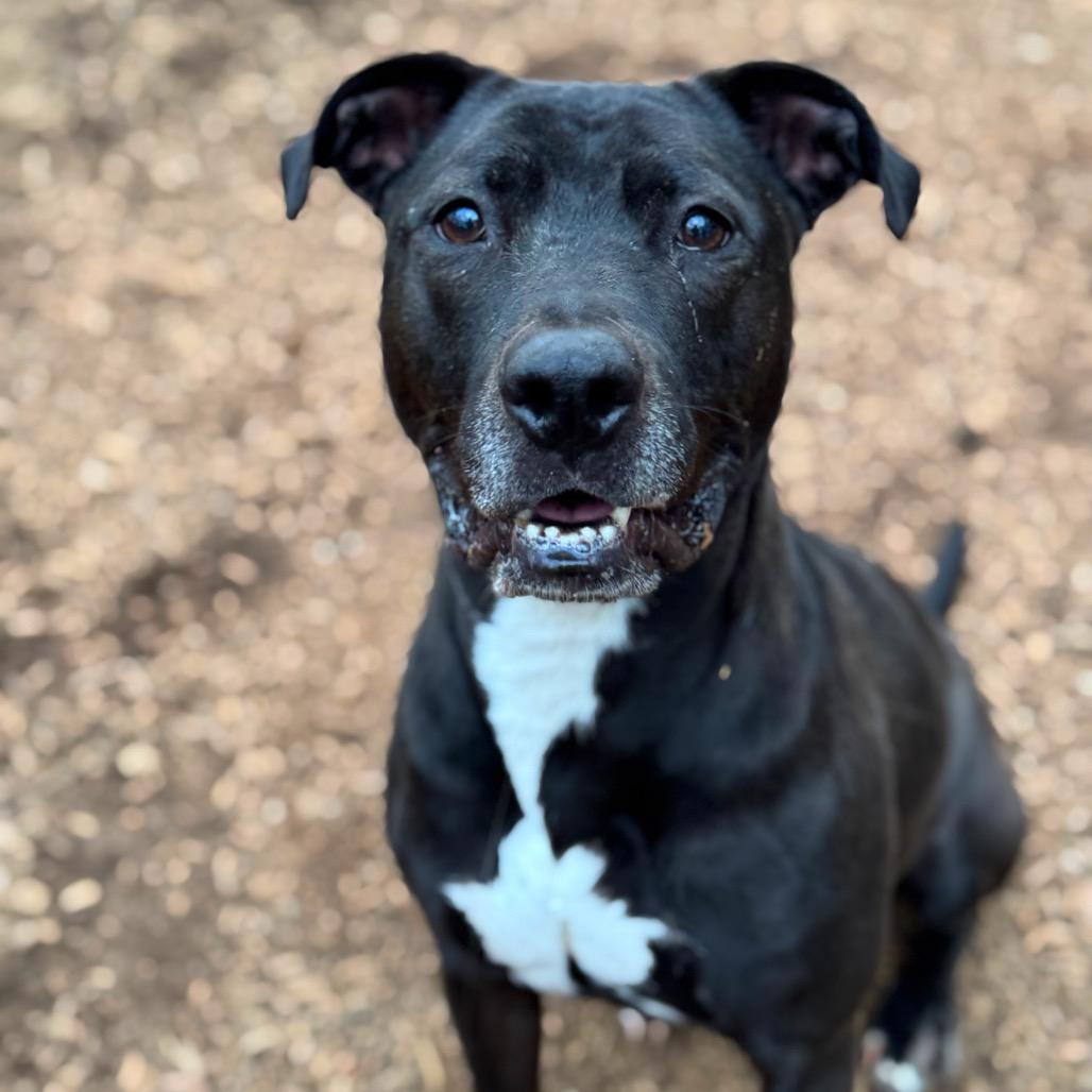 Enlarge Spirit Fingers (I have a Secret Crush!), a Adoptable mixed breed in Decatur, GA image 2/6