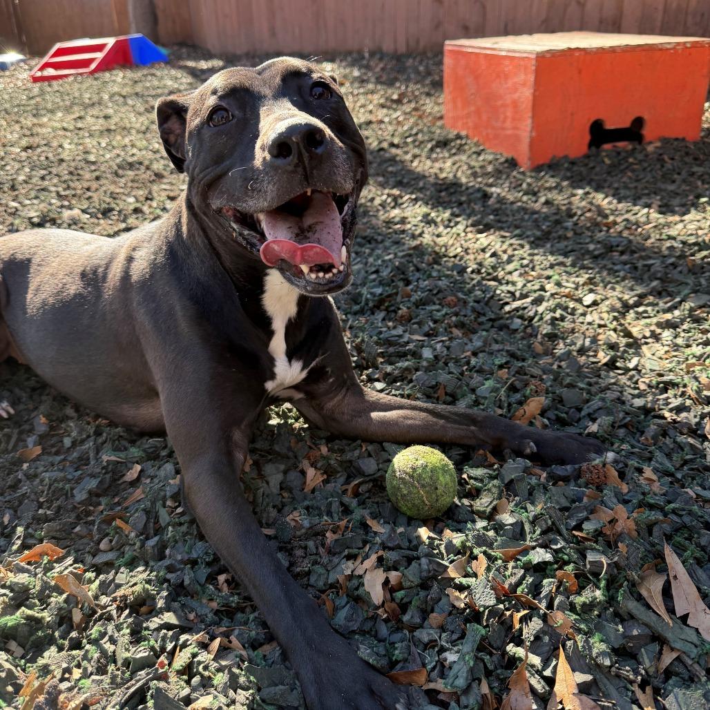 Enlarge Spirit Fingers (I have a Secret Crush!), a Adoptable mixed breed in Decatur, GA image 3/6