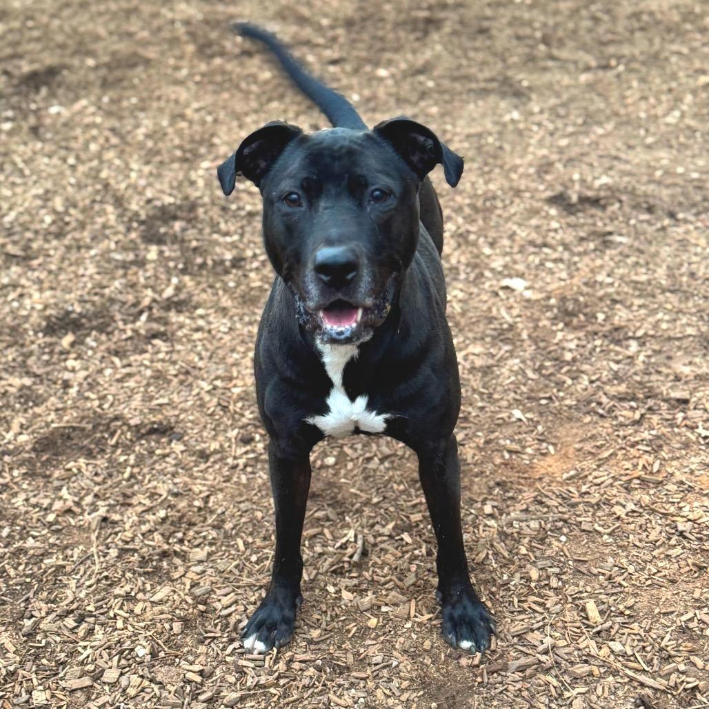 Enlarge Spirit Fingers (I have a Secret Crush!), a Adoptable mixed breed in Decatur, GA image 4/6