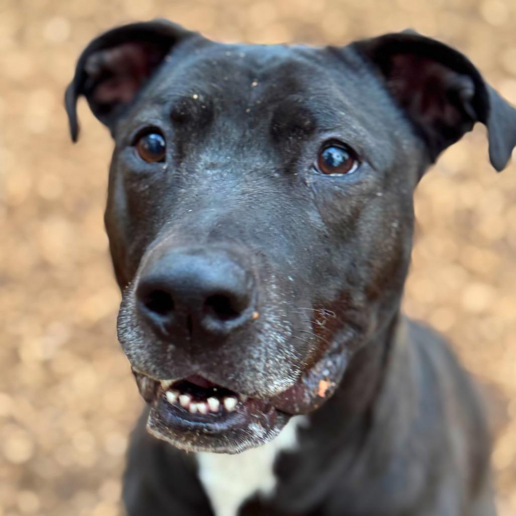 Enlarge Spirit Fingers (I have a Secret Crush!), a Adoptable mixed breed in Decatur, GA image 5/6