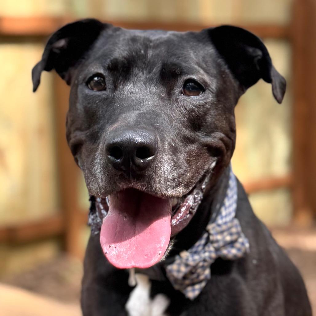 Enlarge Spirit Fingers (I have a Secret Crush!), a Adoptable mixed breed in Decatur, GA image 6/6