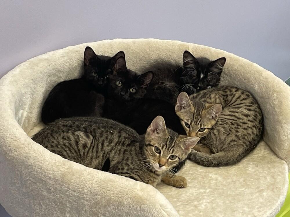 Emerson, Adoptable, Kitten Female Domestic Short Hair.
