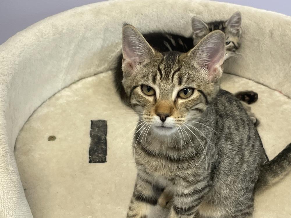 Enlarge Emerson, a Adoptable Domestic Short Hair in Trenton, ME image 2/6