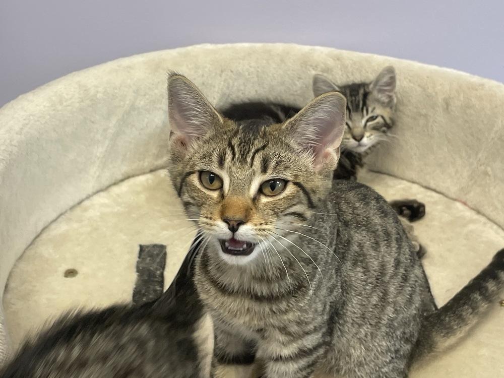 Enlarge Emerson, a Adoptable Domestic Short Hair in Trenton, ME image 3/6