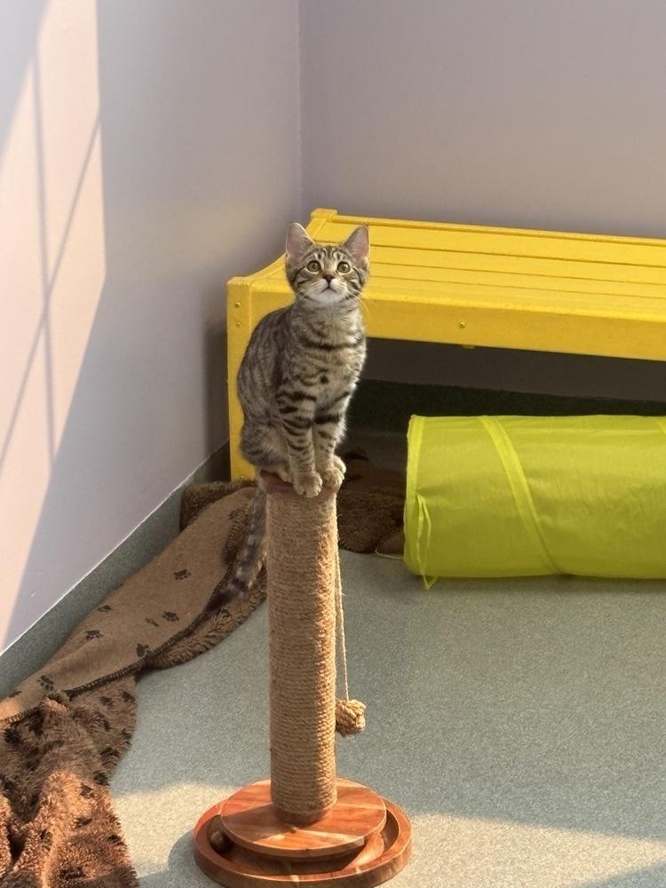 Enlarge Emerson, a Adoptable Domestic Short Hair in Trenton, ME image 4/6