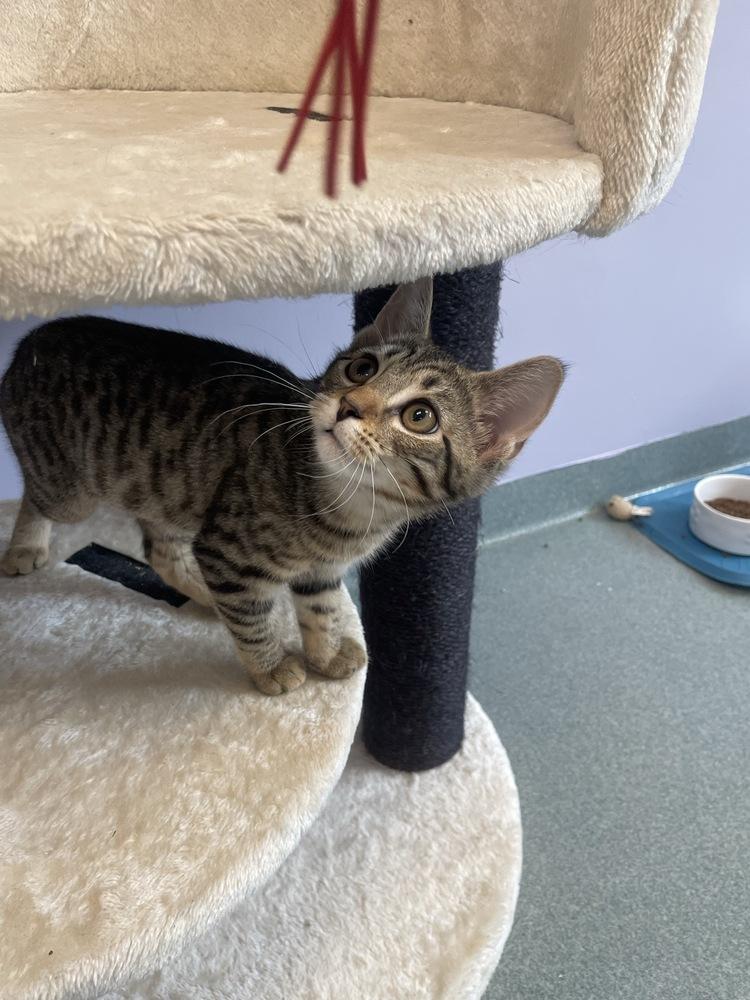 Enlarge Emerson, a Adoptable Domestic Short Hair in Trenton, ME image 5/6