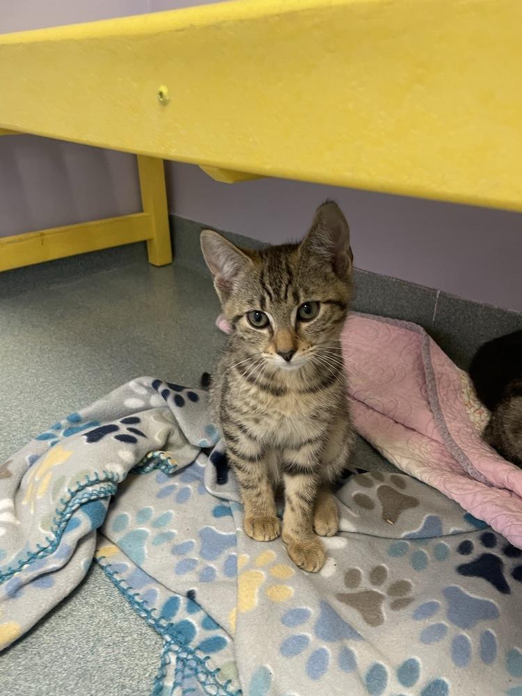 Enlarge Emerson, a Adoptable Domestic Short Hair in Trenton, ME image 6/6