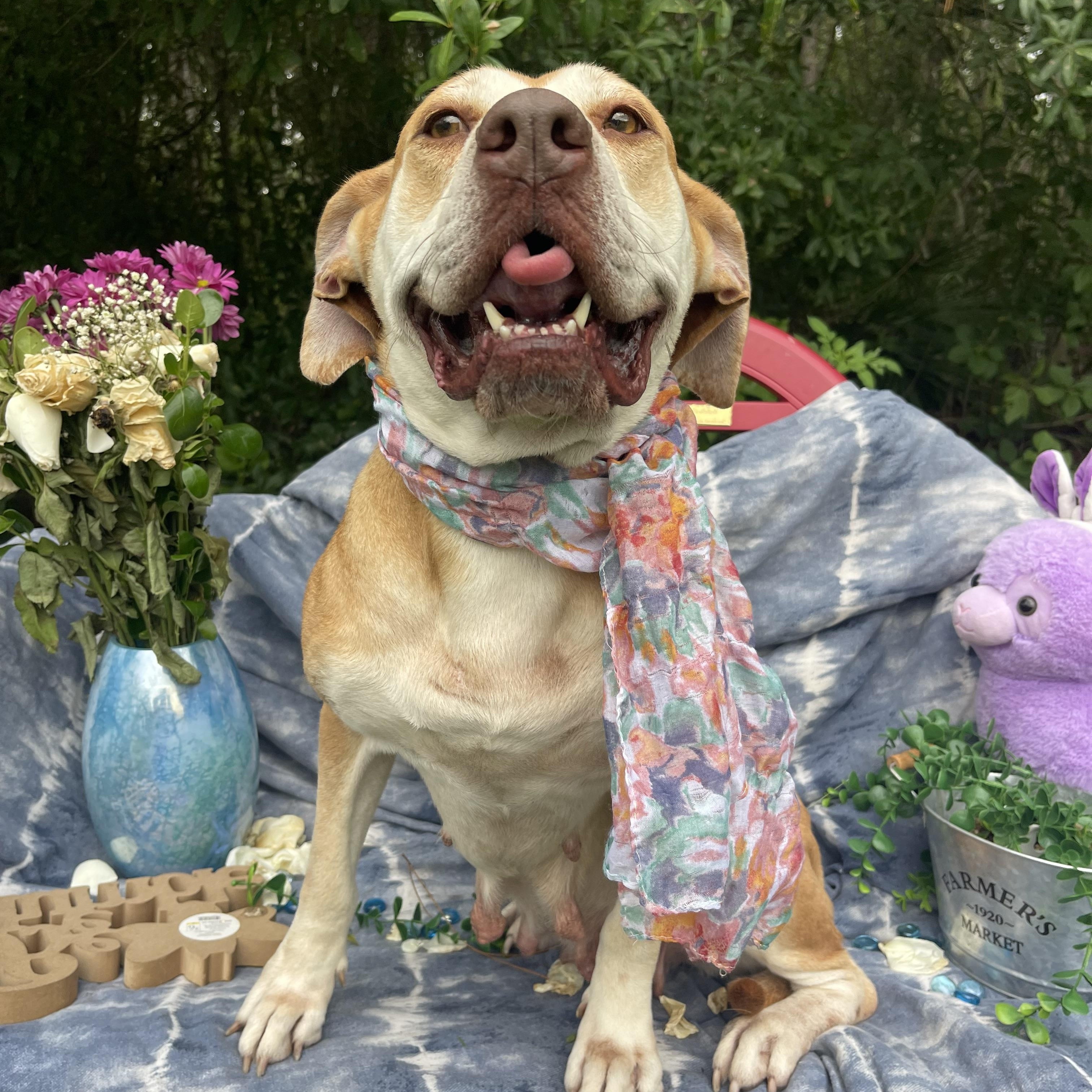 Nora, Adoptable, Adult Female American Staffordshire Terrier.