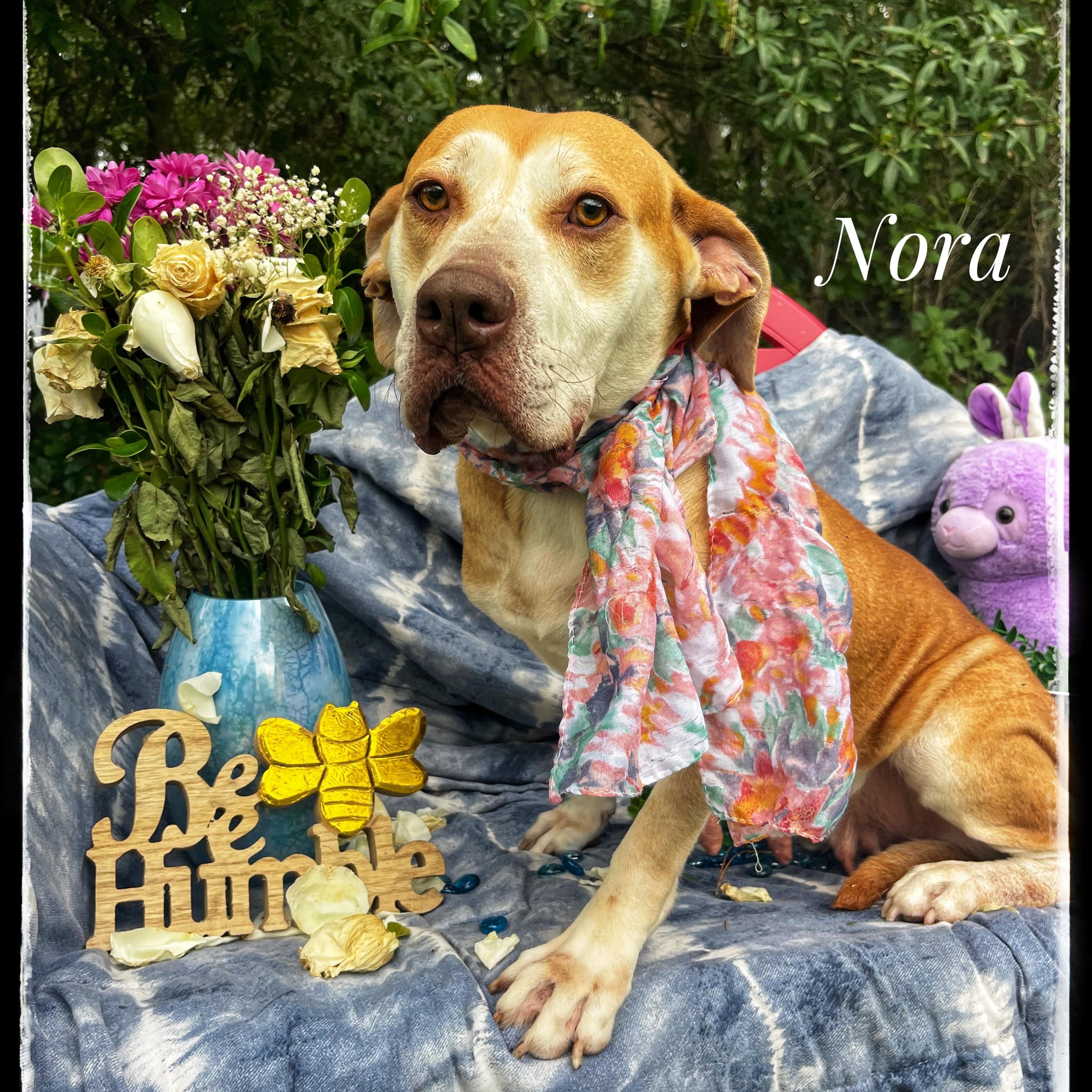 Enlarge Nora, a Adoptable mixed breed in Sebring, FL image 2/5