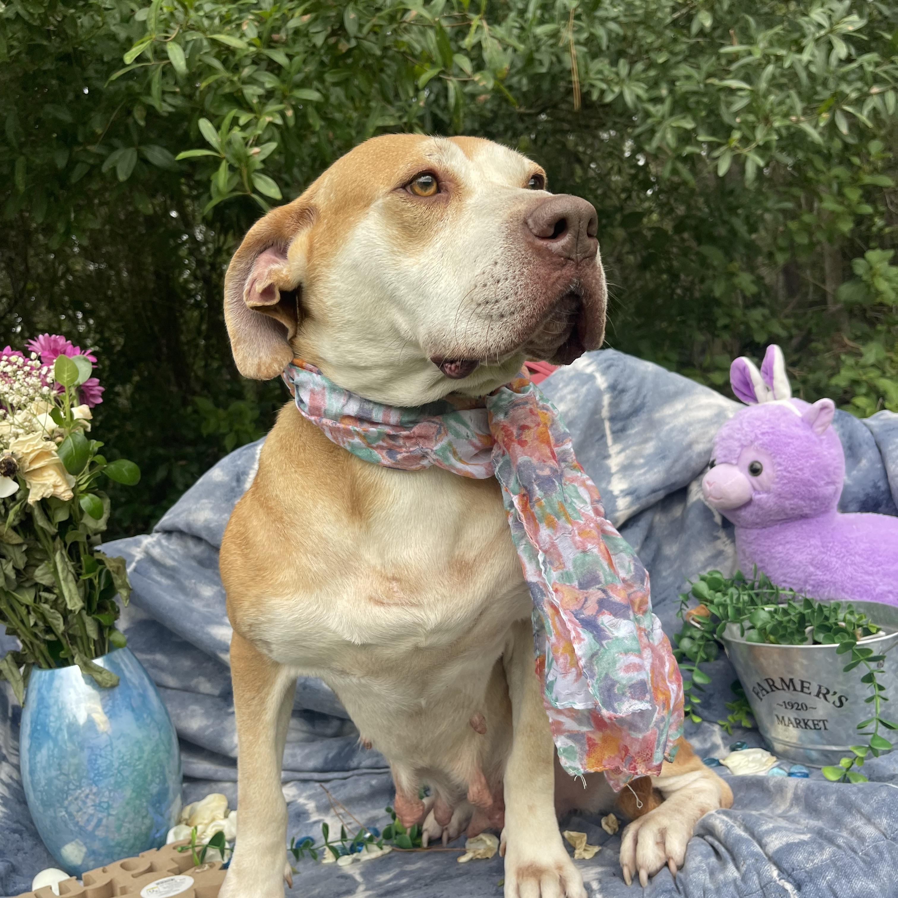 Enlarge Nora, a Adoptable mixed breed in Sebring, FL image 3/5