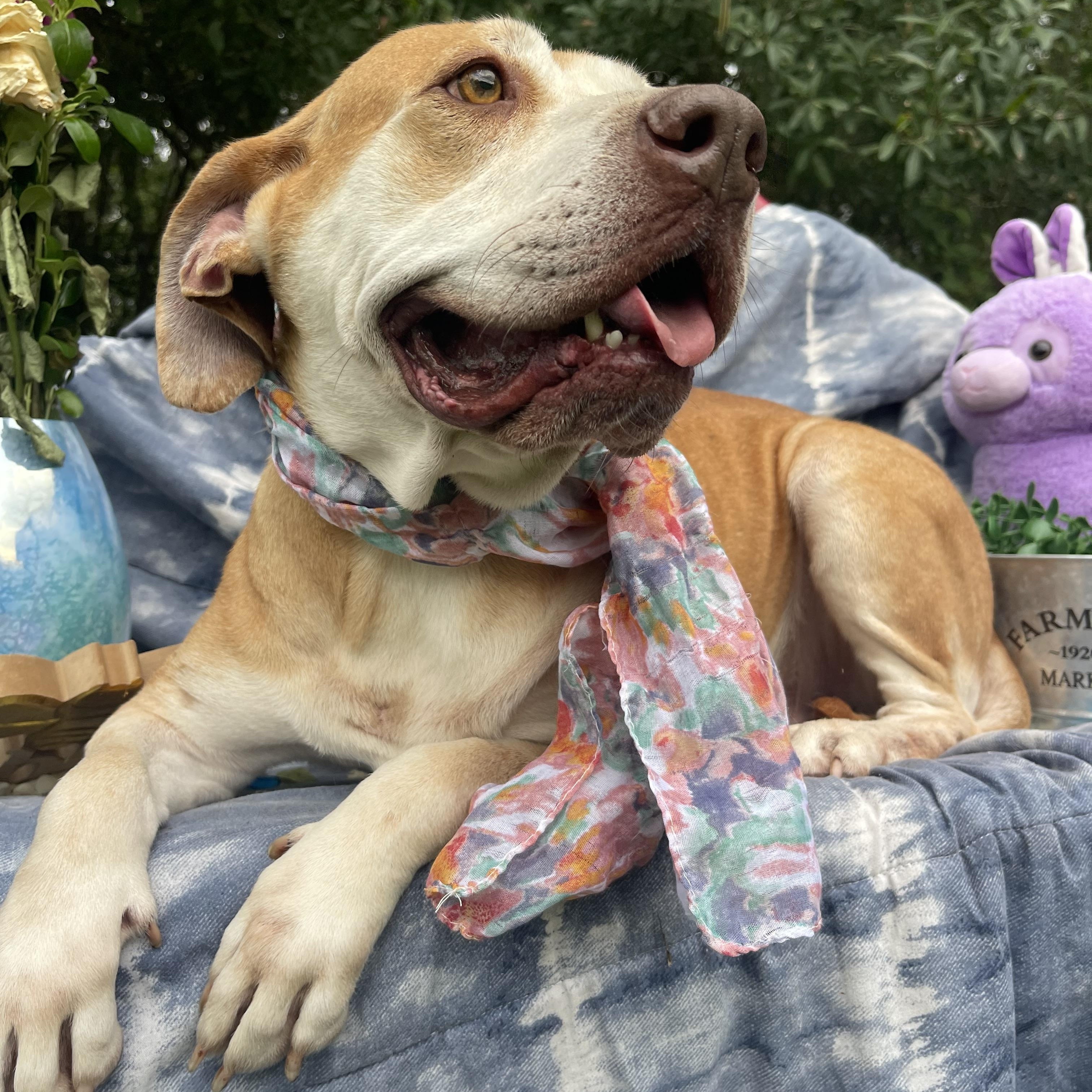 Enlarge Nora, a Adoptable mixed breed in Sebring, FL image 5/5