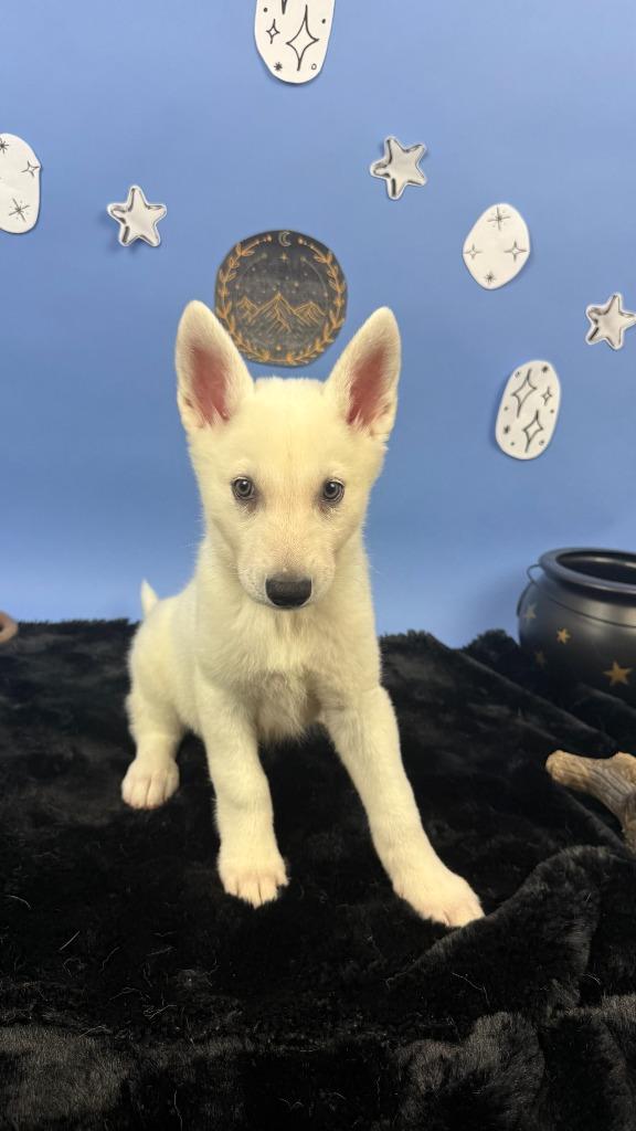 Rhysand, Adoptable, Puppy Male German Shepherd Dog & Husky.