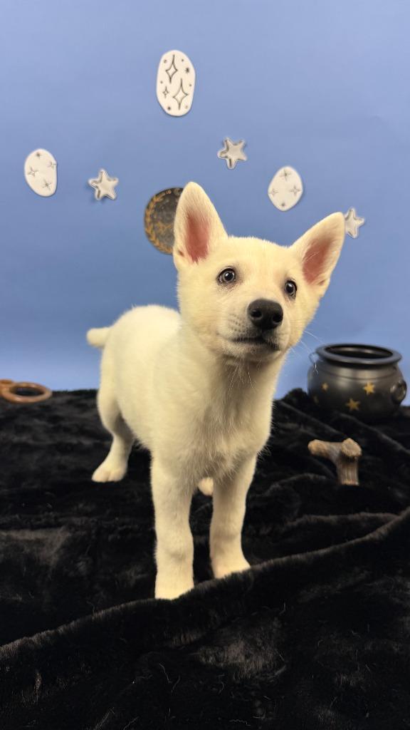 Enlarge Rhysand, a Adoptable mixed breed in Phoenix, AZ image 2/4