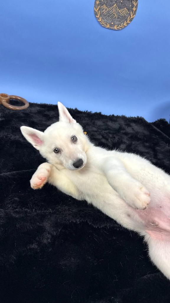 Enlarge Rhysand, a Adoptable mixed breed in Phoenix, AZ image 3/4