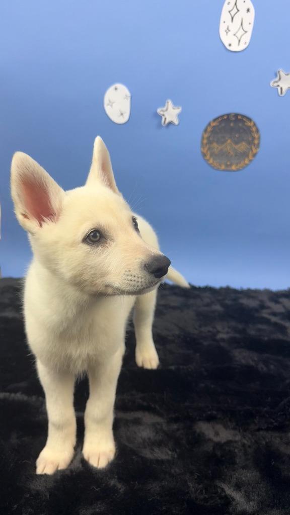 Enlarge Rhysand, a Adoptable mixed breed in Phoenix, AZ image 4/4