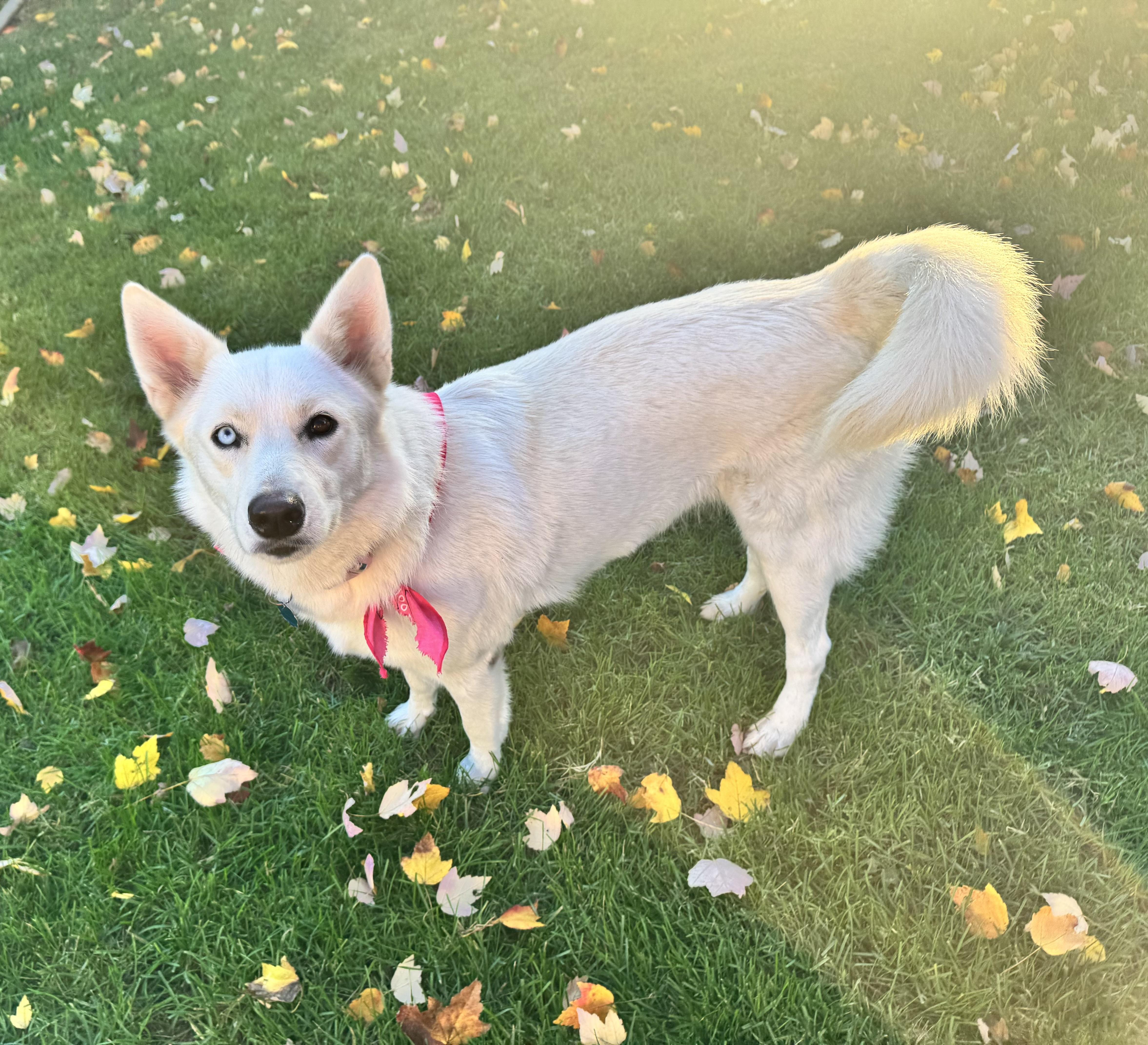 Cookie, adoptable, Young Female Husky.