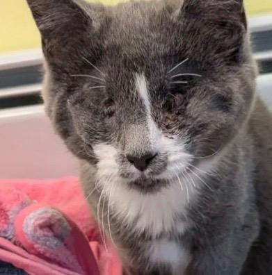 Maci, Adoptable, Kitten Female Domestic Short Hair.