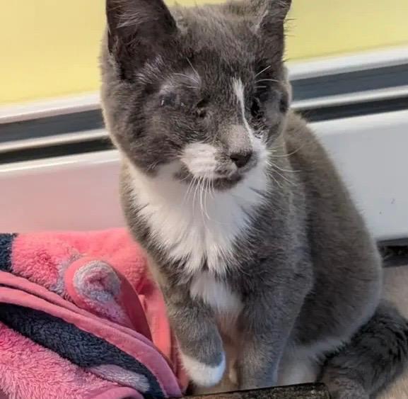 Enlarge Maci, a Adoptable mixed breed in Gorham, ME image 2/2