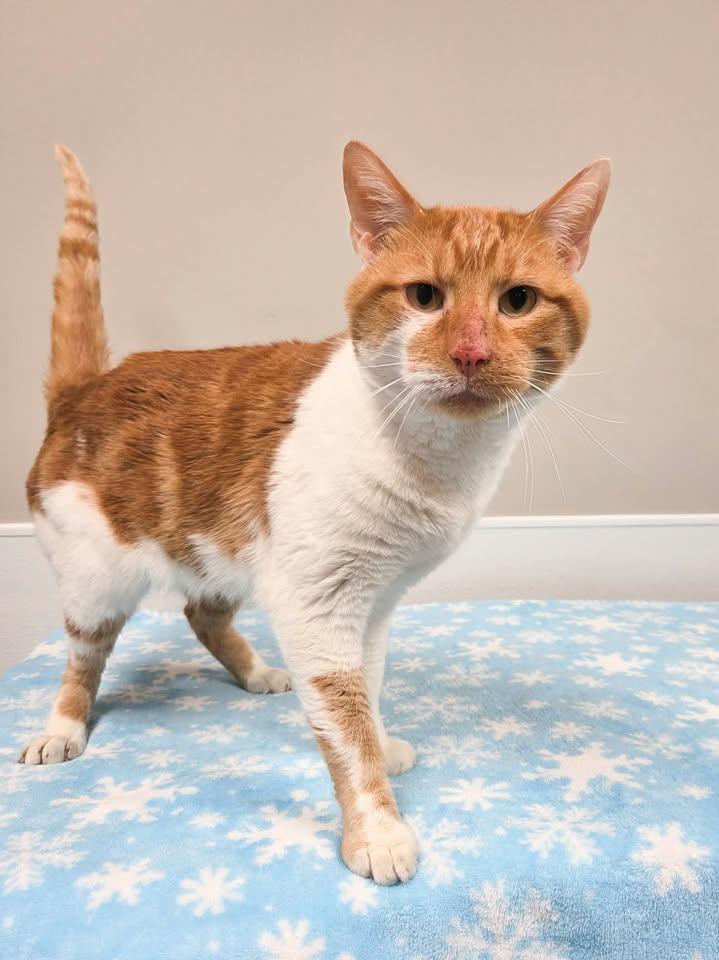 Enlarge Saffron, an adopted mixed breed in Shepherdsville, KY image 1/2