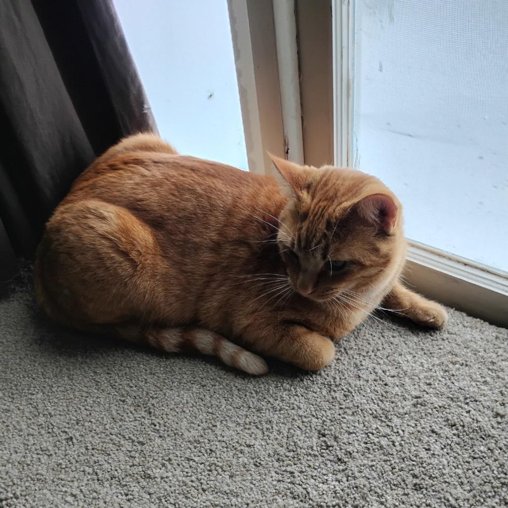 Enlarge Loki, a Adoptable Domestic Short Hair in Brookfield, MO image 1/1