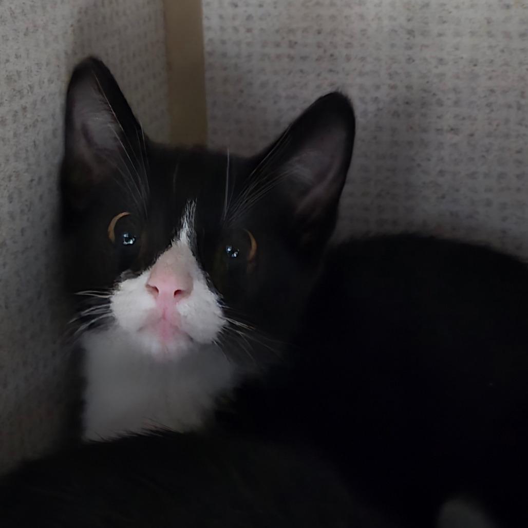 Grasshopper, ADOPTABLE, Kitten Male Domestic Short Hair.