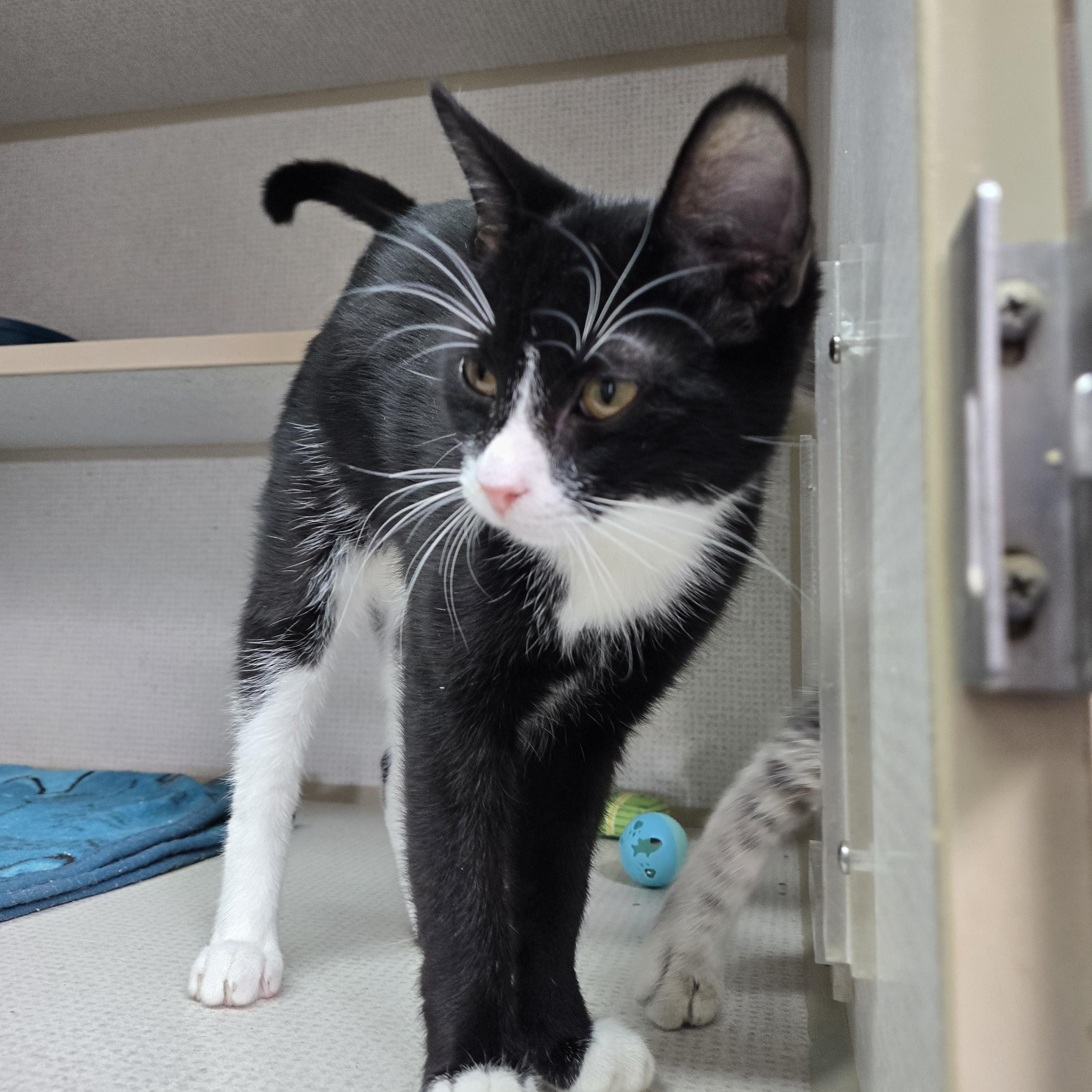 Grasshopper, Adoptable, Kitten Male Domestic Short Hair.