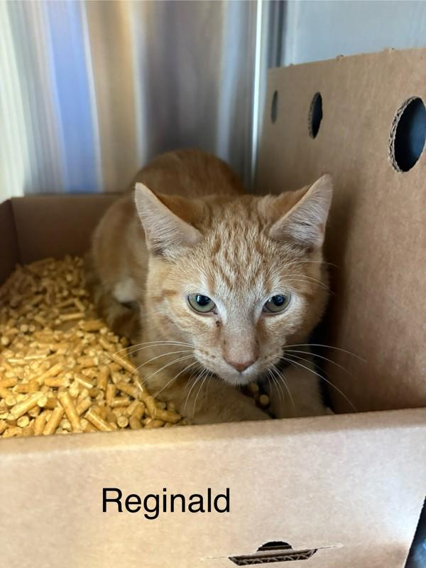 Reginald, Adoptable, Young Male Domestic Short Hair.