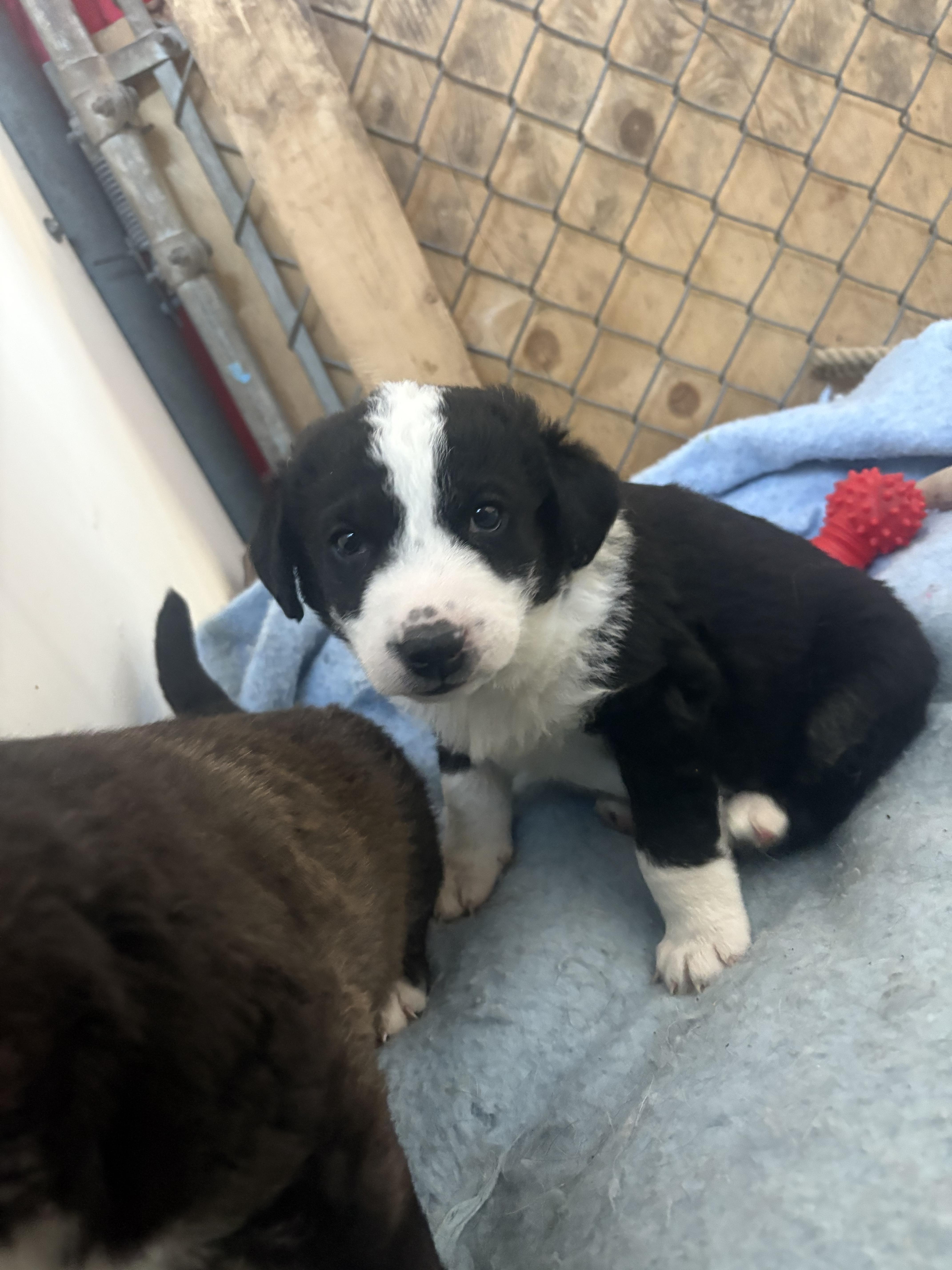 Enlarge Betty-Lou, a Adoptable mixed breed in Crossfield, AB image 1/6