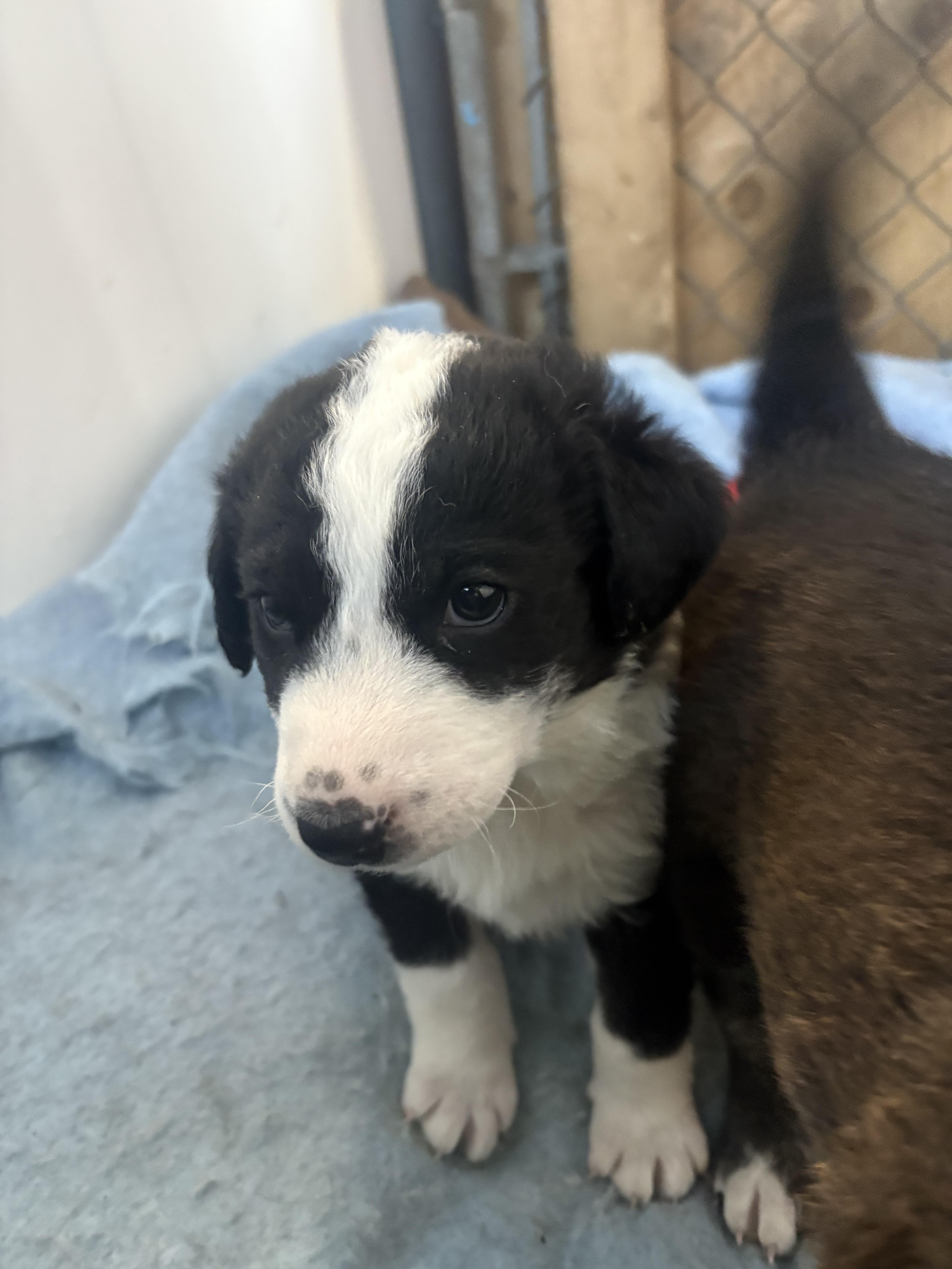 Enlarge Betty-Lou, a Adoptable mixed breed in Crossfield, AB image 2/6